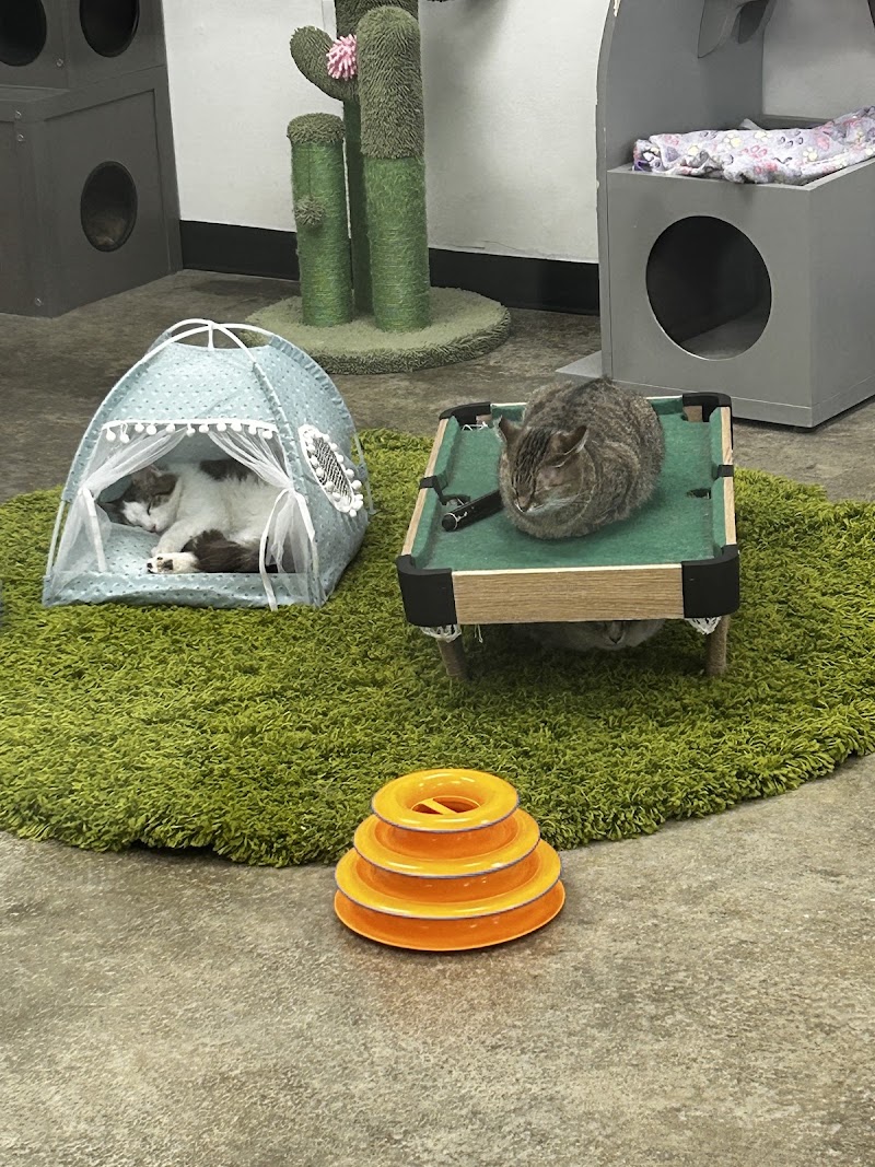 Central Purrk Cat Cafe photo 4