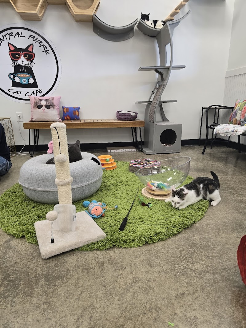 Central Purrk Cat Cafe photo 4