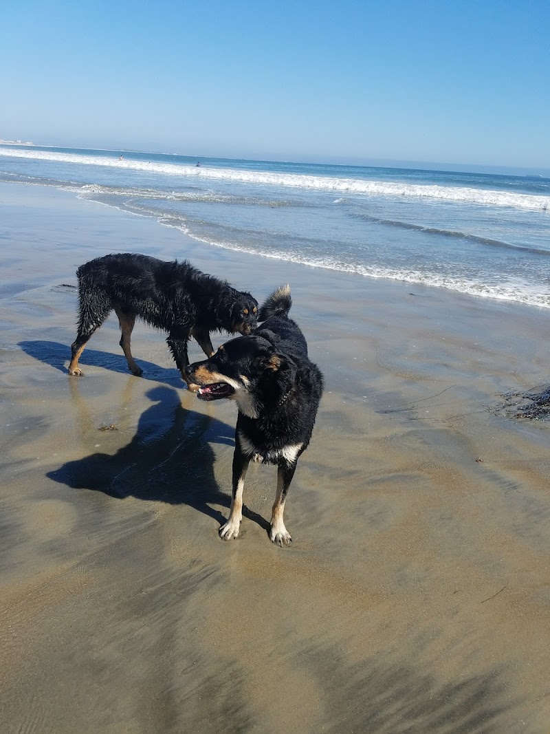 Coronado Dog Beach in San Diego