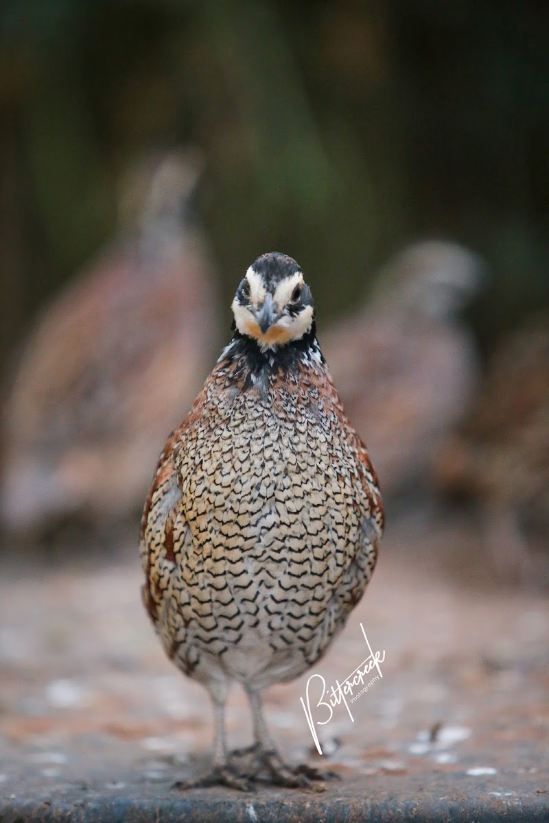 C & G Gamebird Farm - Photo 1
