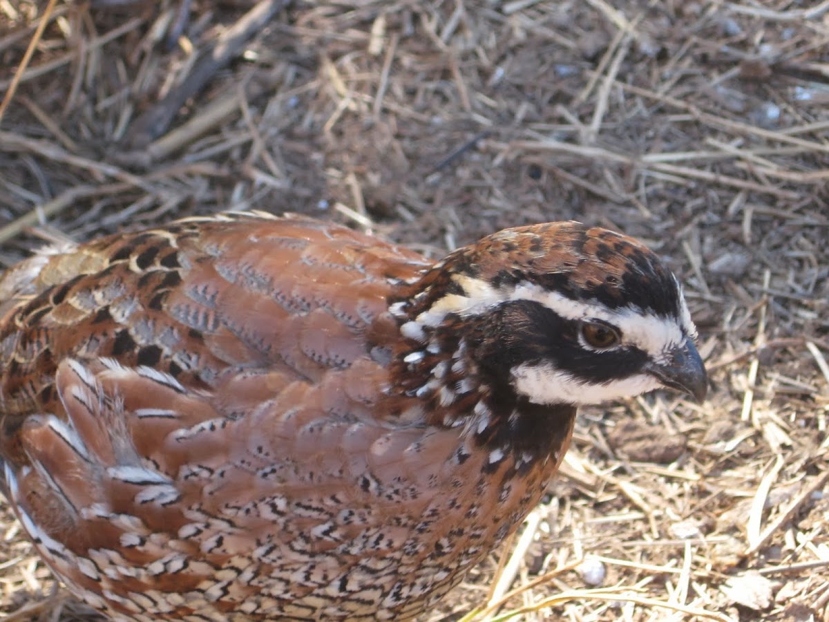 C & G Gamebird Farm