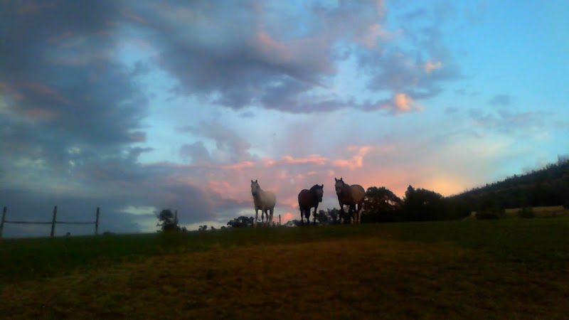 Little Creek Ranch Guest Ranch - Photo 6