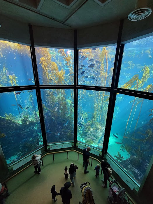 Acuario de la bahía de Monterey fotoğraf 1
