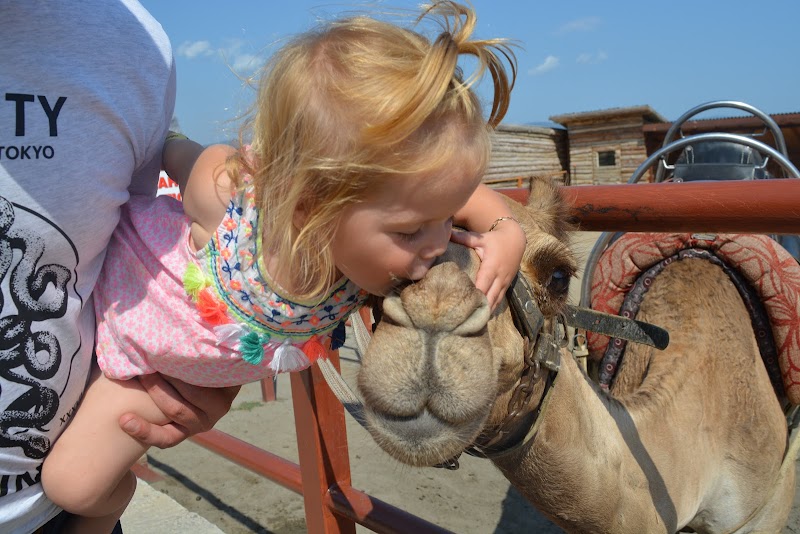 Camel Park Sunny Beach