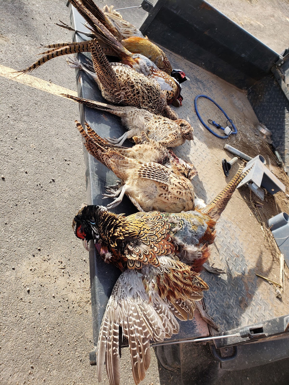 Goose Bump Pheasant Hunting Lodge