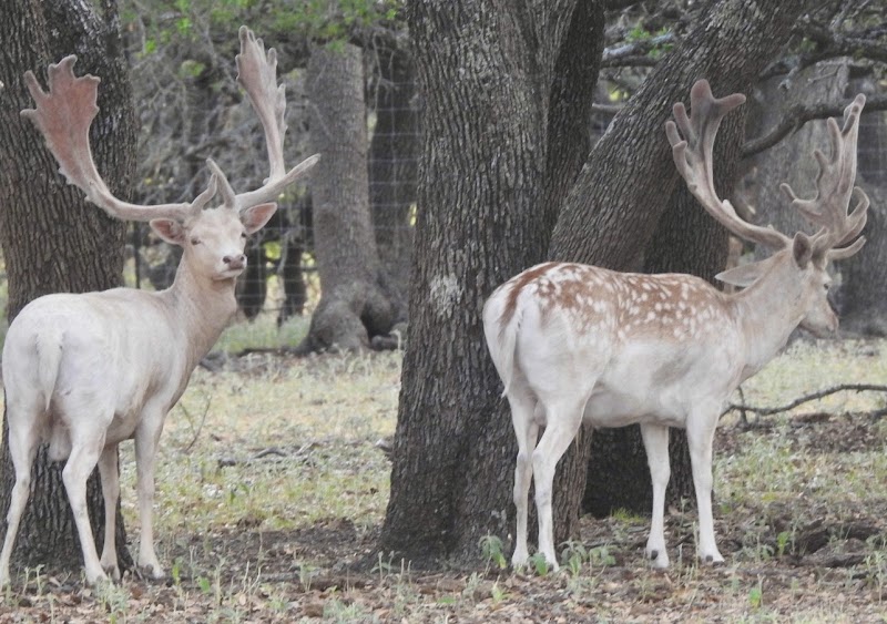 Wolf Ranch - Photo 3