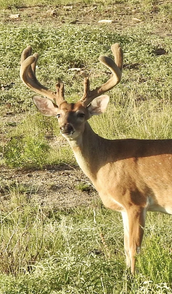 Wolf Ranch - Photo 1