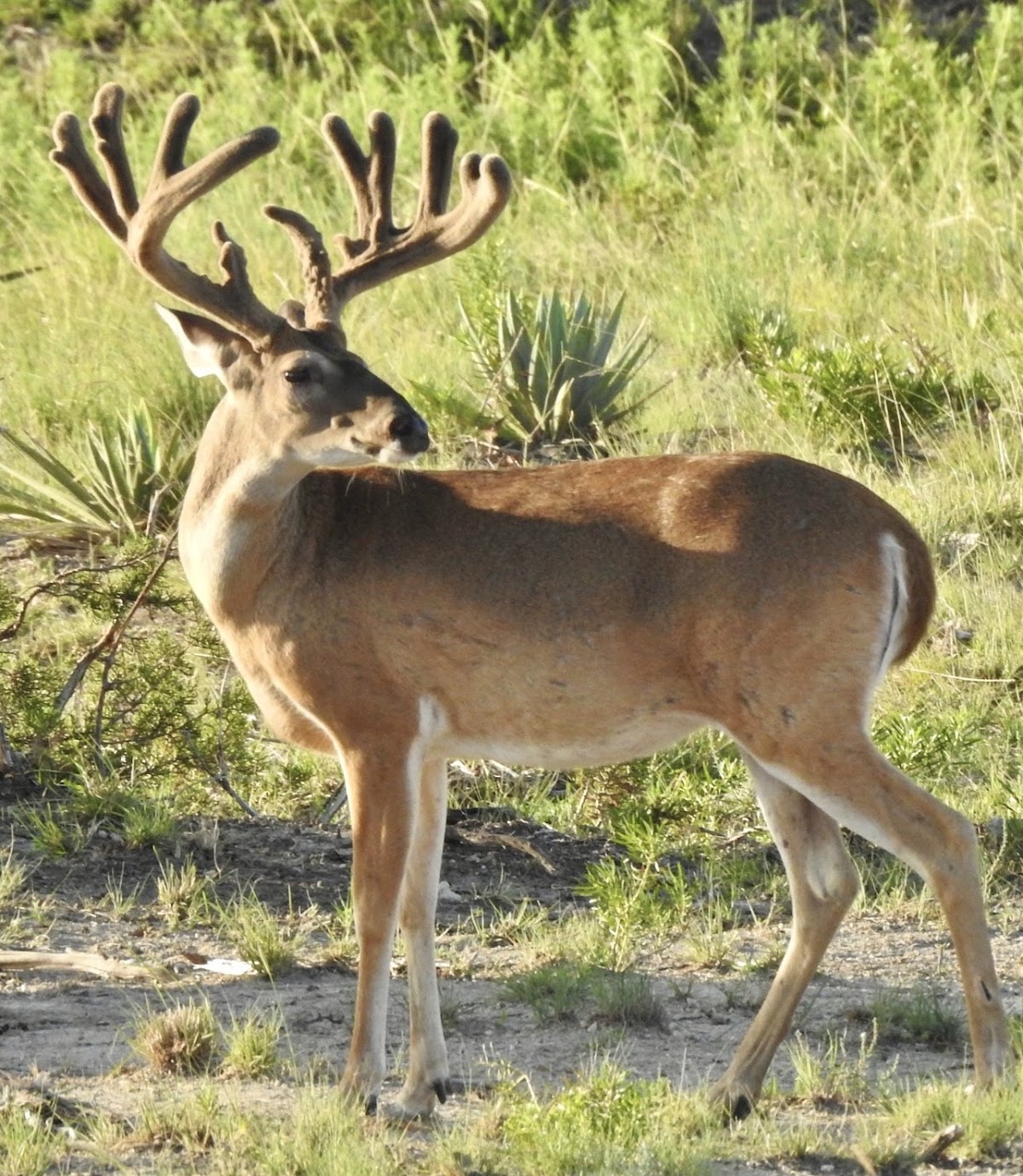 Wolf Ranch