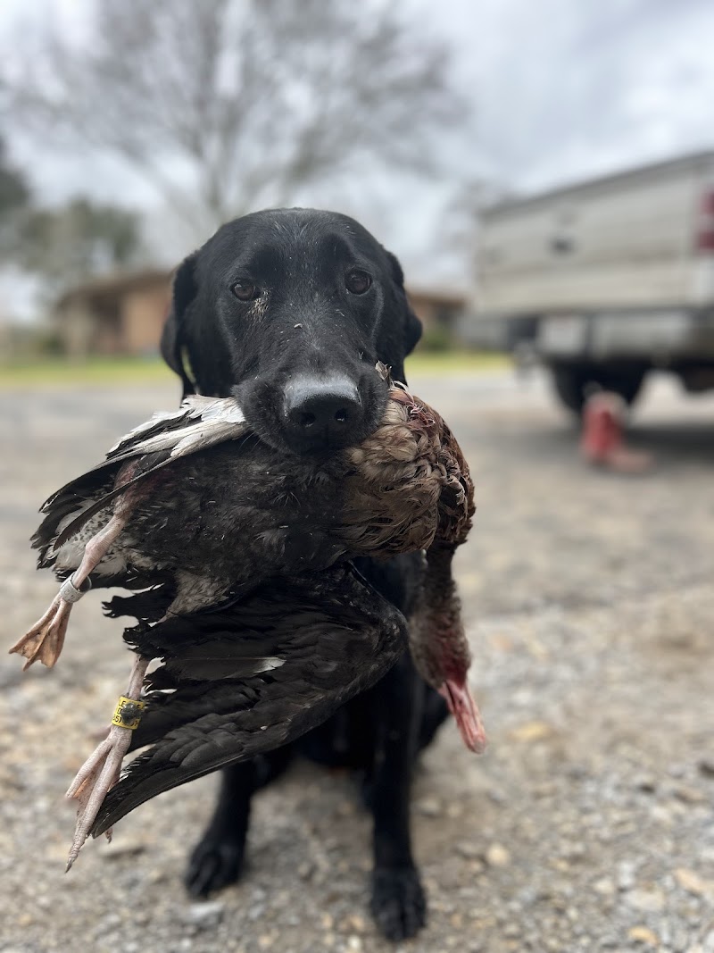 Cajun Country Waterfowl - Photo 4