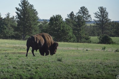 East Bison Flats Trail