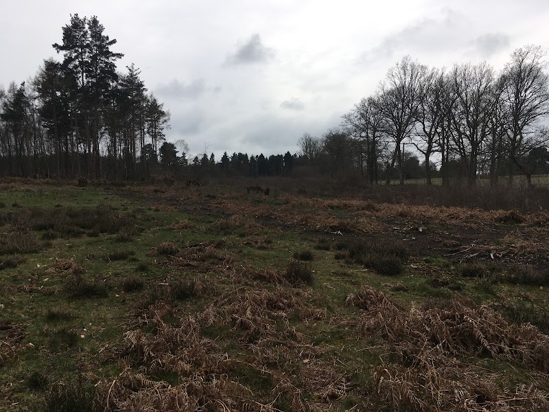 RSPB Broadwater Warren