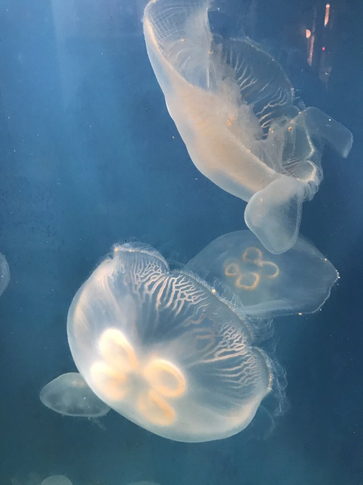 Heal the Bay Aquarium: Google Places image 2