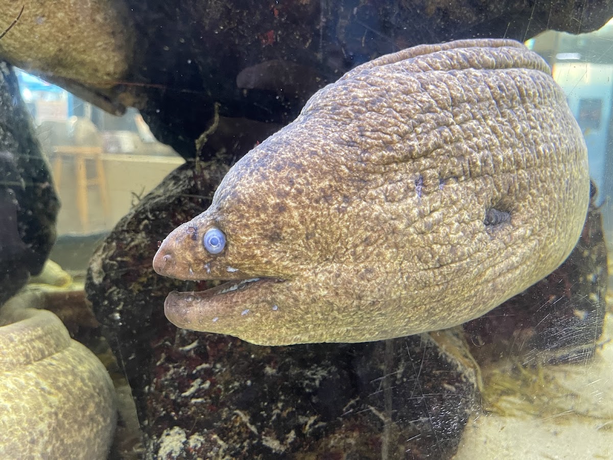 Heal the Bay Aquarium: Google Places image 5
