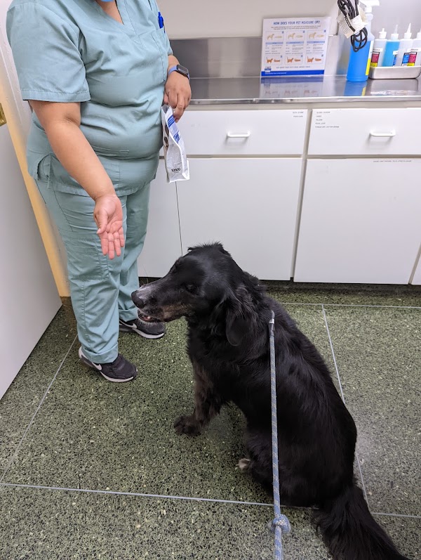 Belmont Pet Hospital