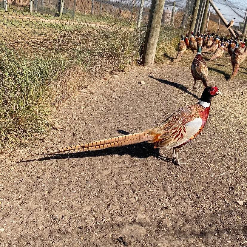 Swenson Gamebirds
