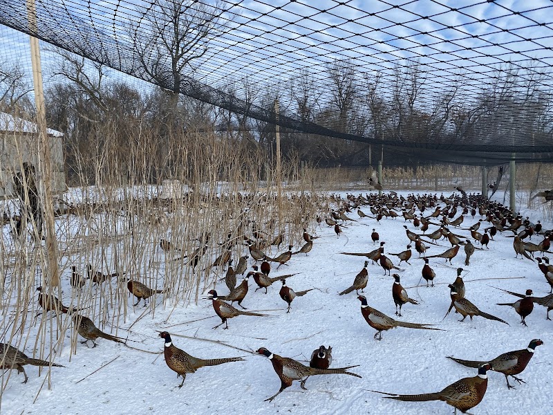 Swenson Gamebirds - Photo 1