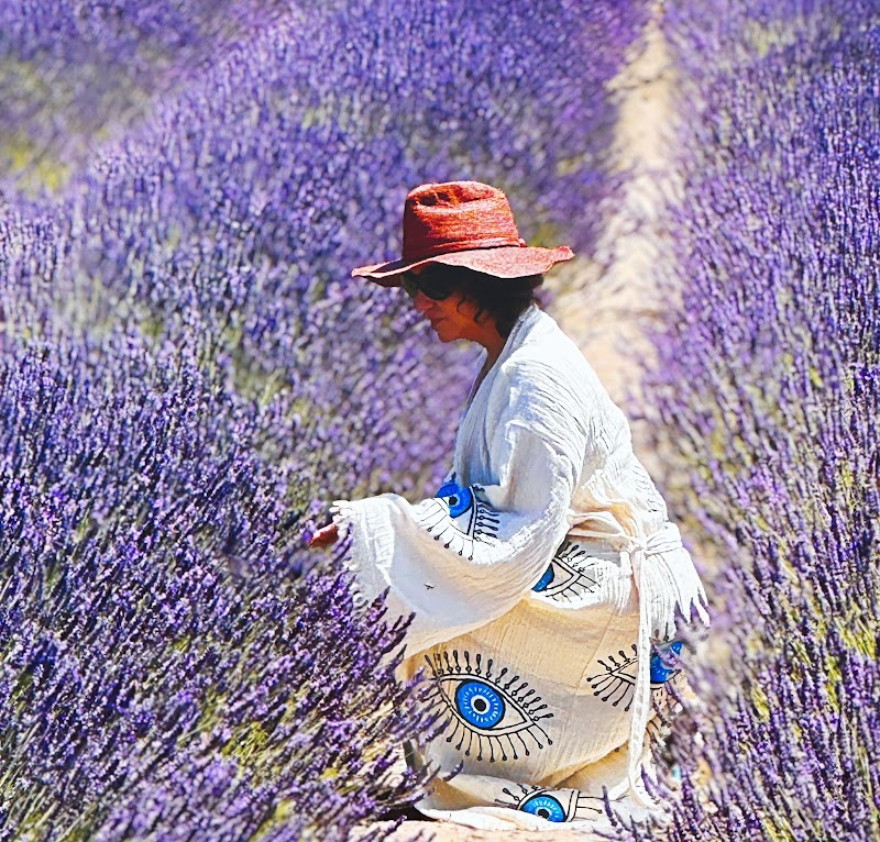 Santa Rita Hills Lavender Farm