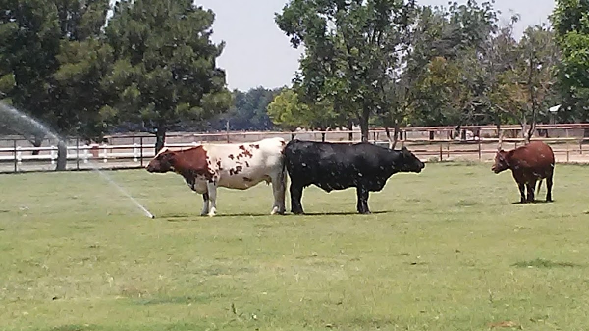 Wapiti Ranch