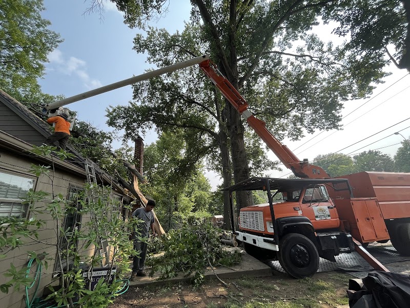 Sunshine Tree Service