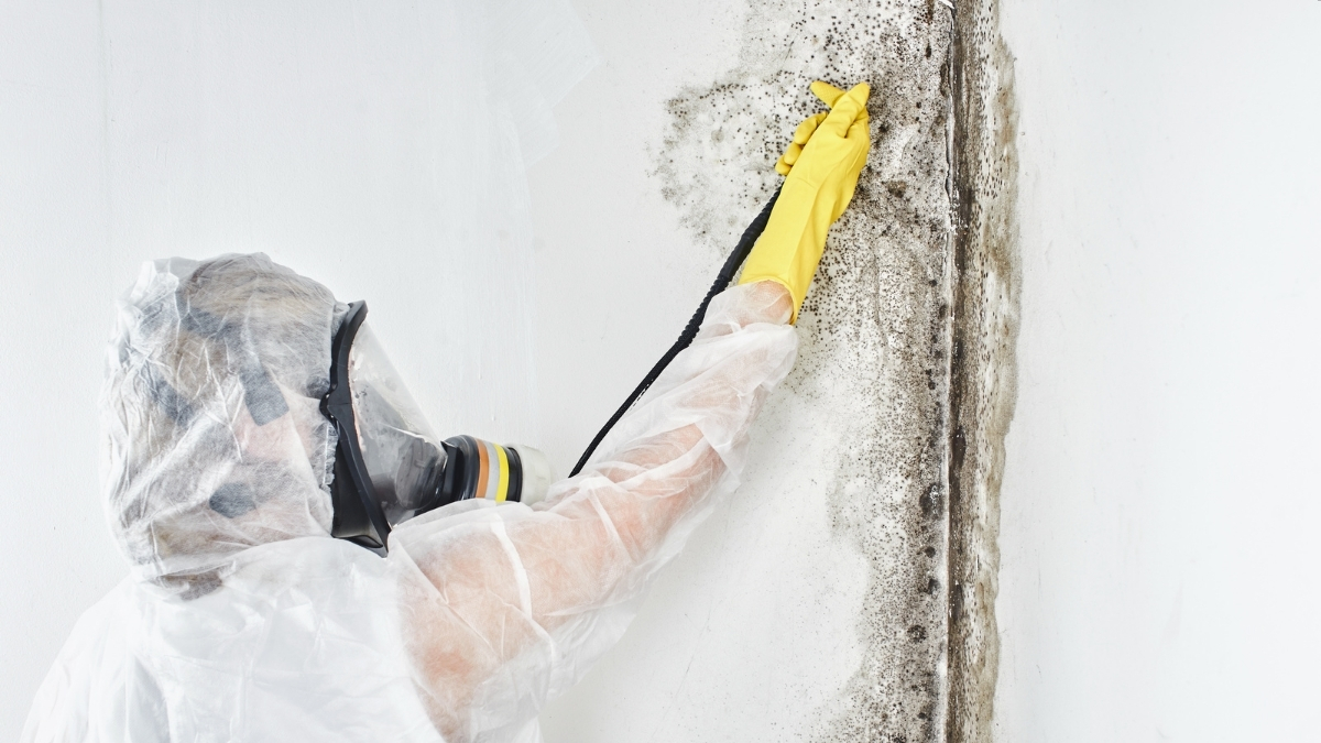 Richmond VA Mold Removal Experts — photo