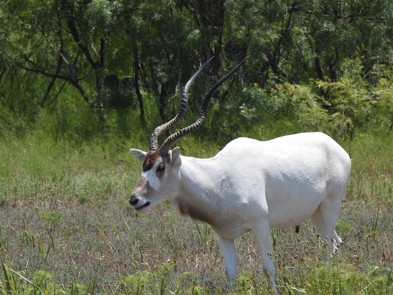 Lucky 7 Exotic Ranch - Photo 5
