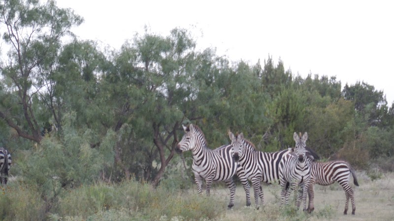 Lucky 7 Exotic Ranch - Photo 4