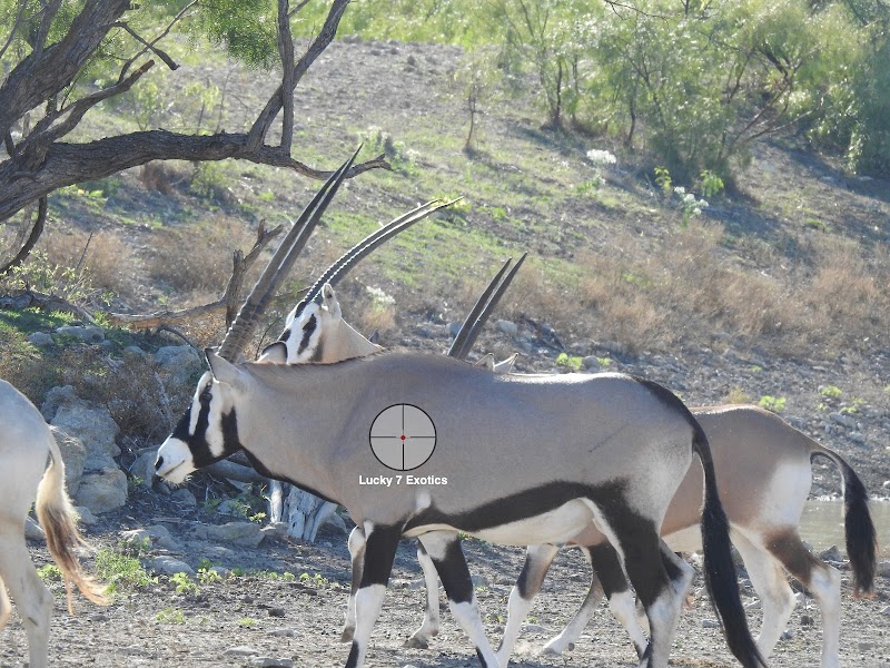 Lucky 7 Exotic Ranch - Photo 6