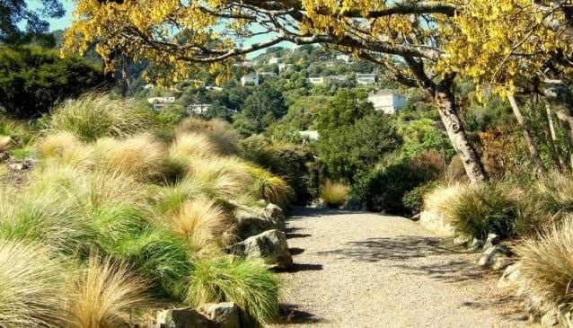 Otari-Wilton's Bush fotoğraf 1