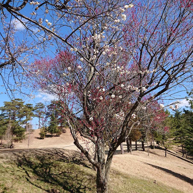 Mashiko Country Club - Photo 8