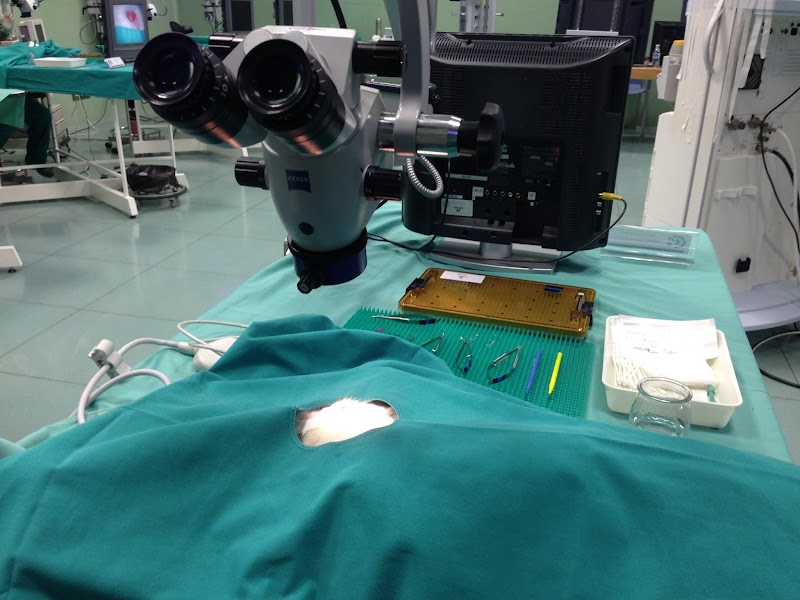 Centrovet Cantabria. Veterinarios Especilistas en Pequeños Animales.