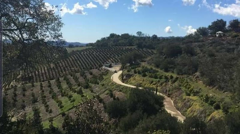 Newton Avocado Manor