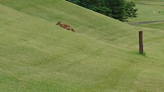 Toto Koriyama Country Club - Photo 10