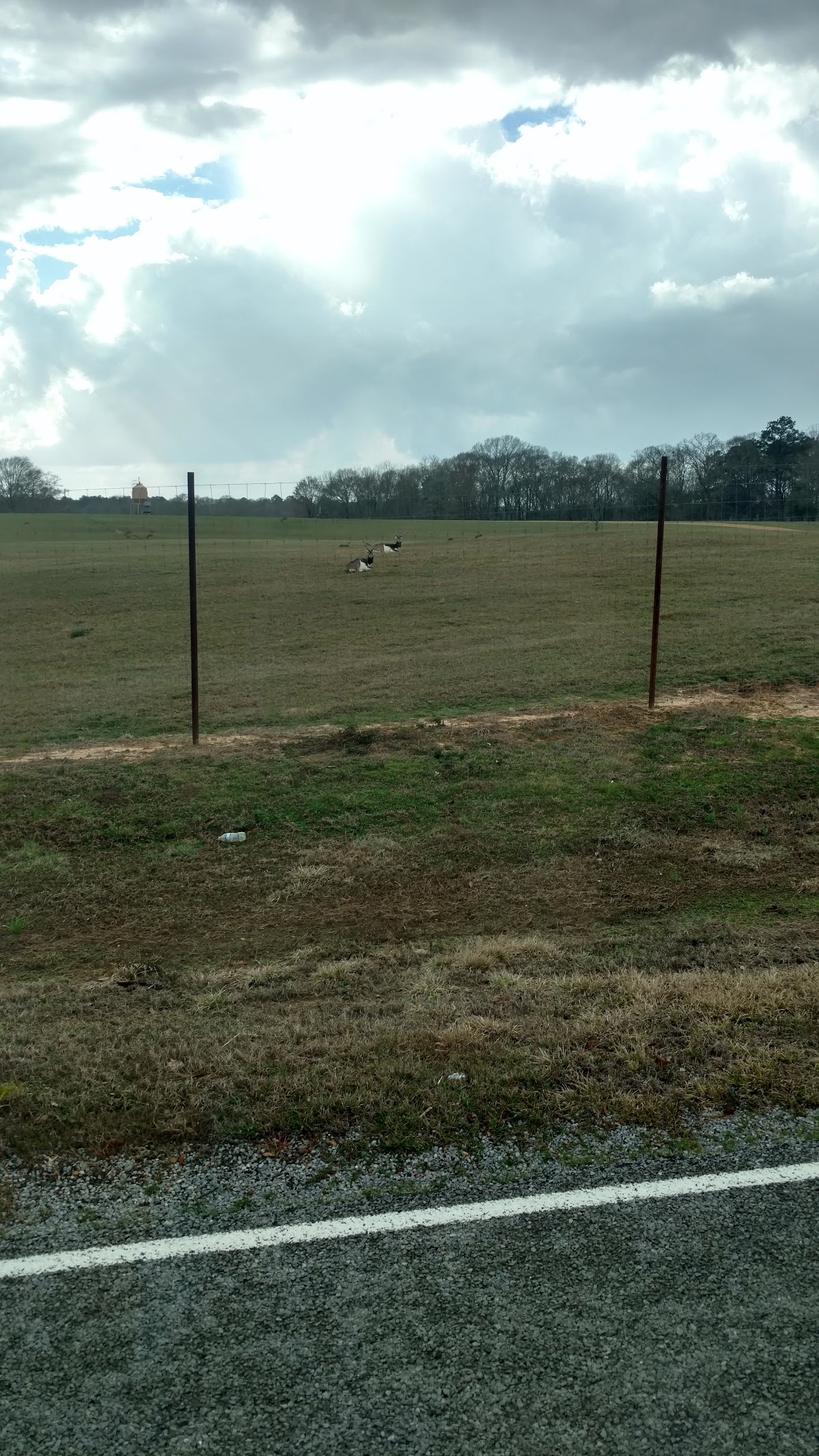 MS Exotic Hunting Ranch