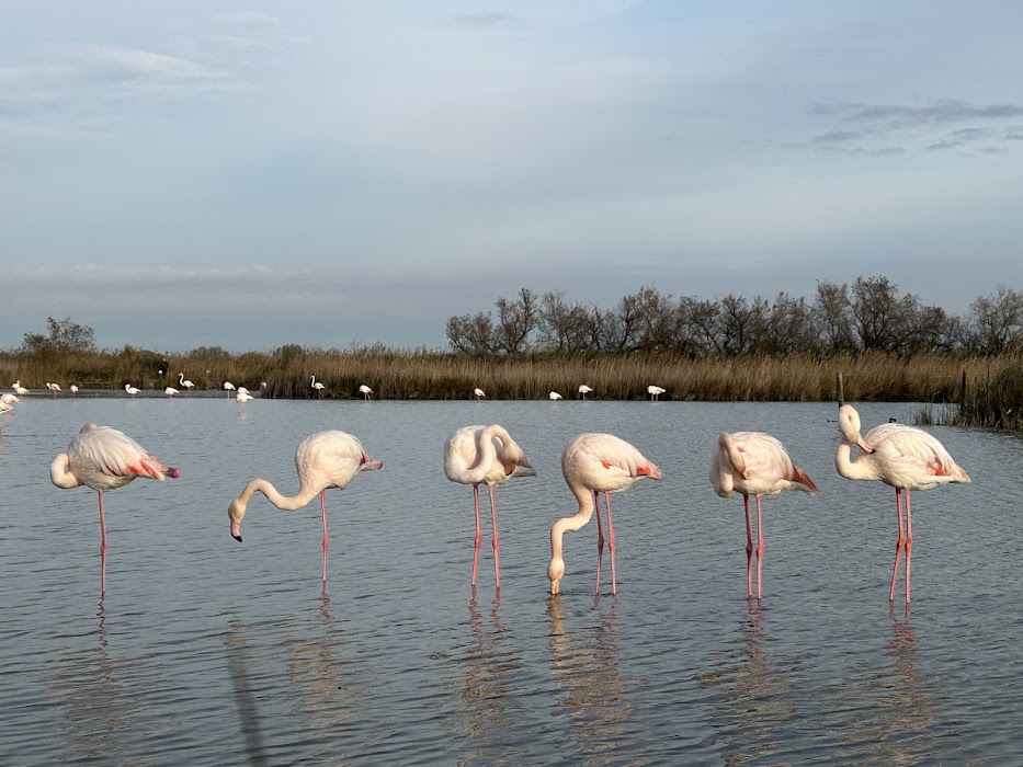 Parc naturel régional de Camargue fotoğraf 1