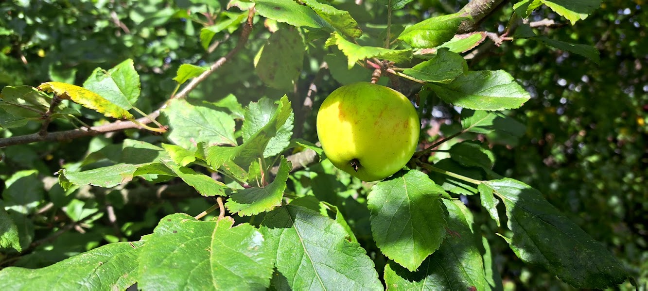 Ushaw Moor Community Garden