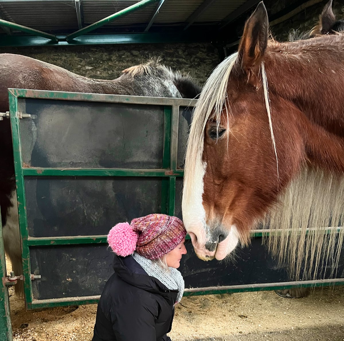 Meditation with Heavy Horses in Lake District