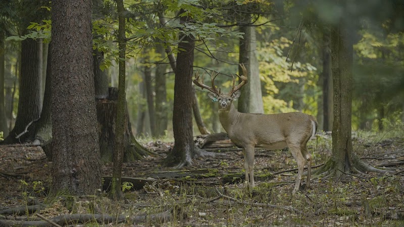 Arrowhead Lodge - Whitetail Ranch - Photo 1