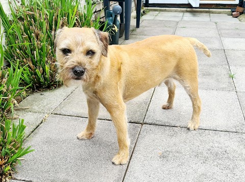 Happy Hounds Dog Grooming in Bristol