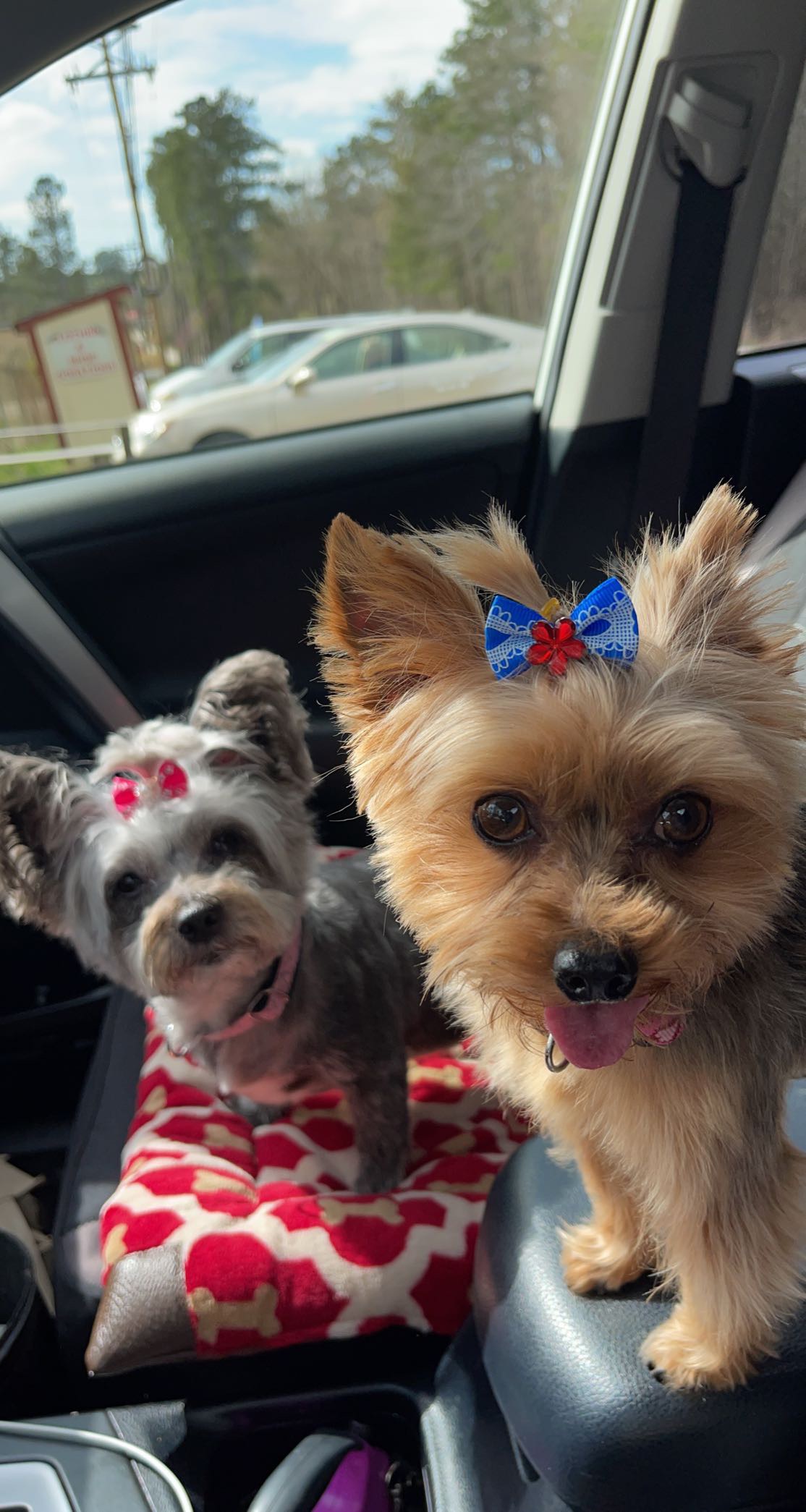 Woofenbark photo 2