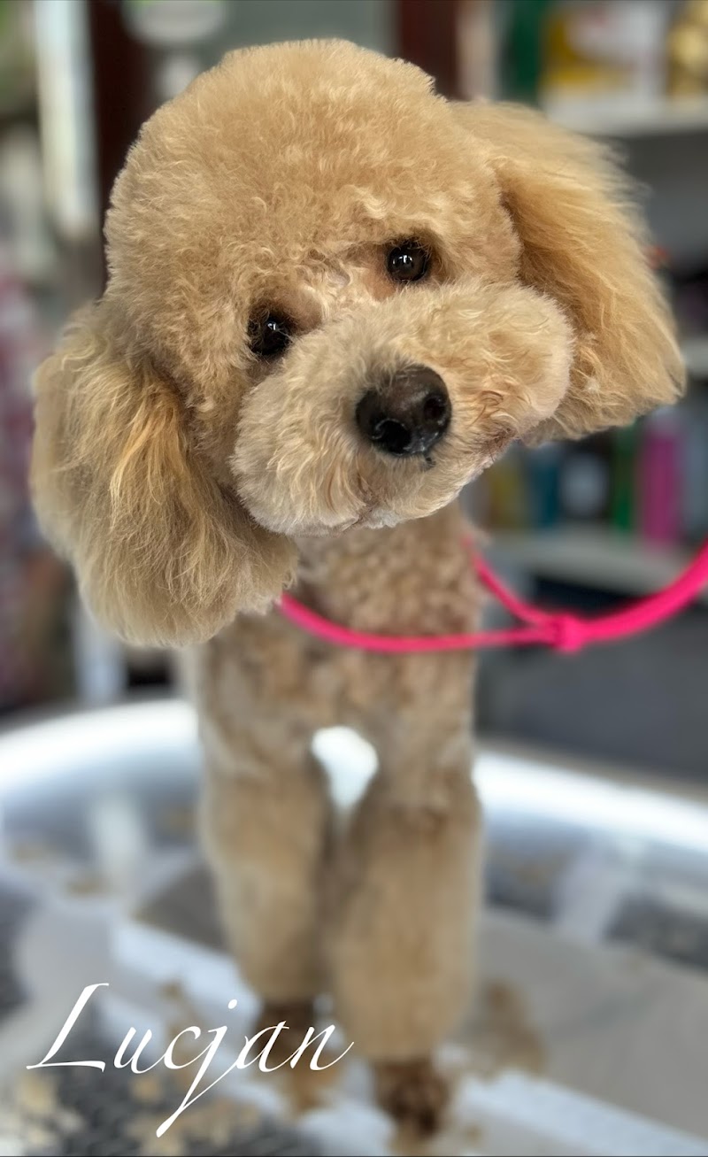 KESSI SPA | Strzyżenie Psów i Kotów