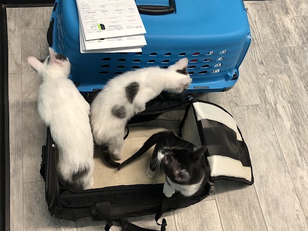 Whiskers To Tails Cat Hospital 1