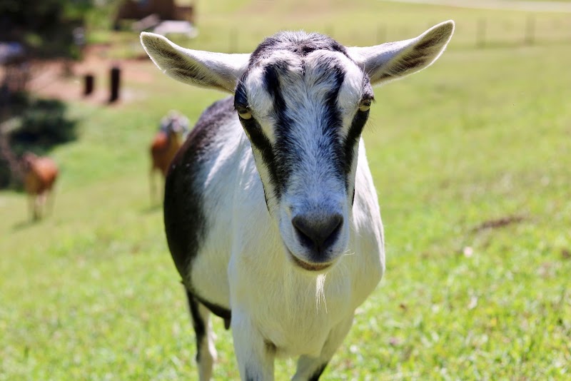 GeorgiaVich Farms - Photo 2