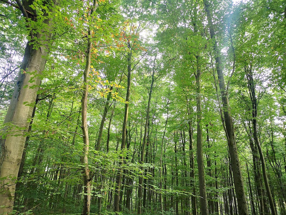 Wildgehege Brück fotoğraf 1