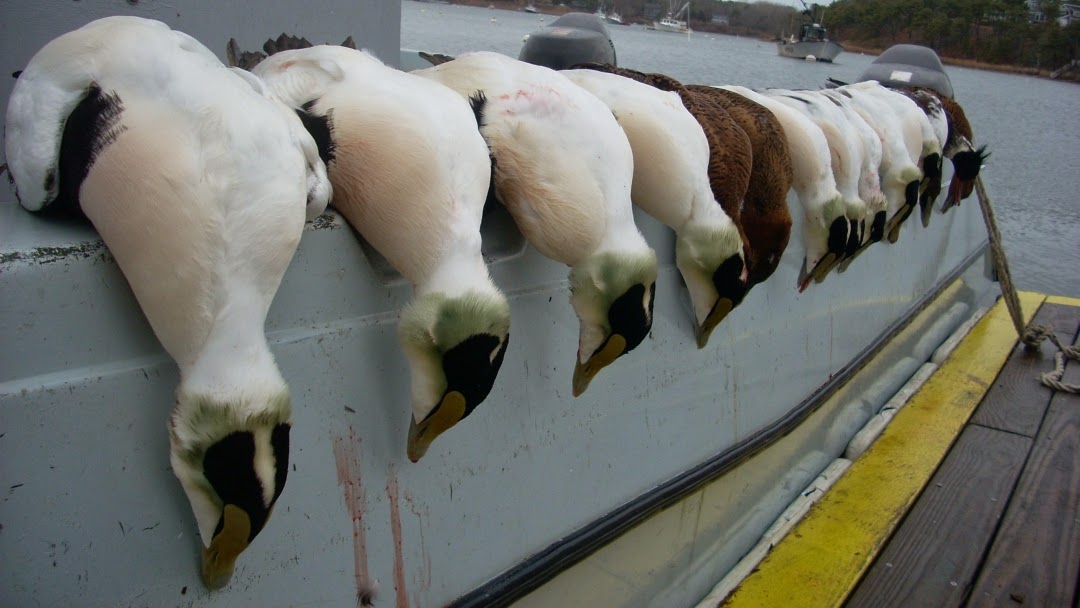 New England Sea Duck Hunting