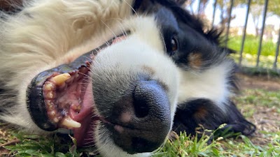 כלב סגול - אילוף שכלבים אוהבים