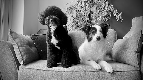 Sweets Dog Grooming in Bristol