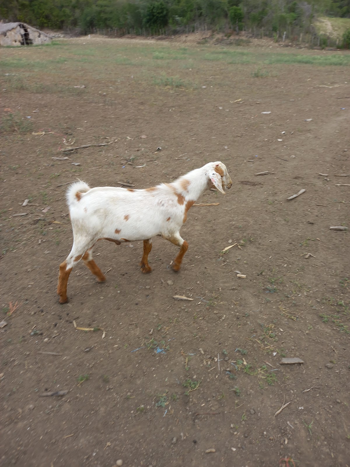 Veterinaria del Norte S.A. - Imagen 1