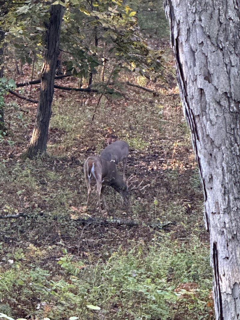 Espey Outfitters : Missouri Deer Hunts - Photo 4