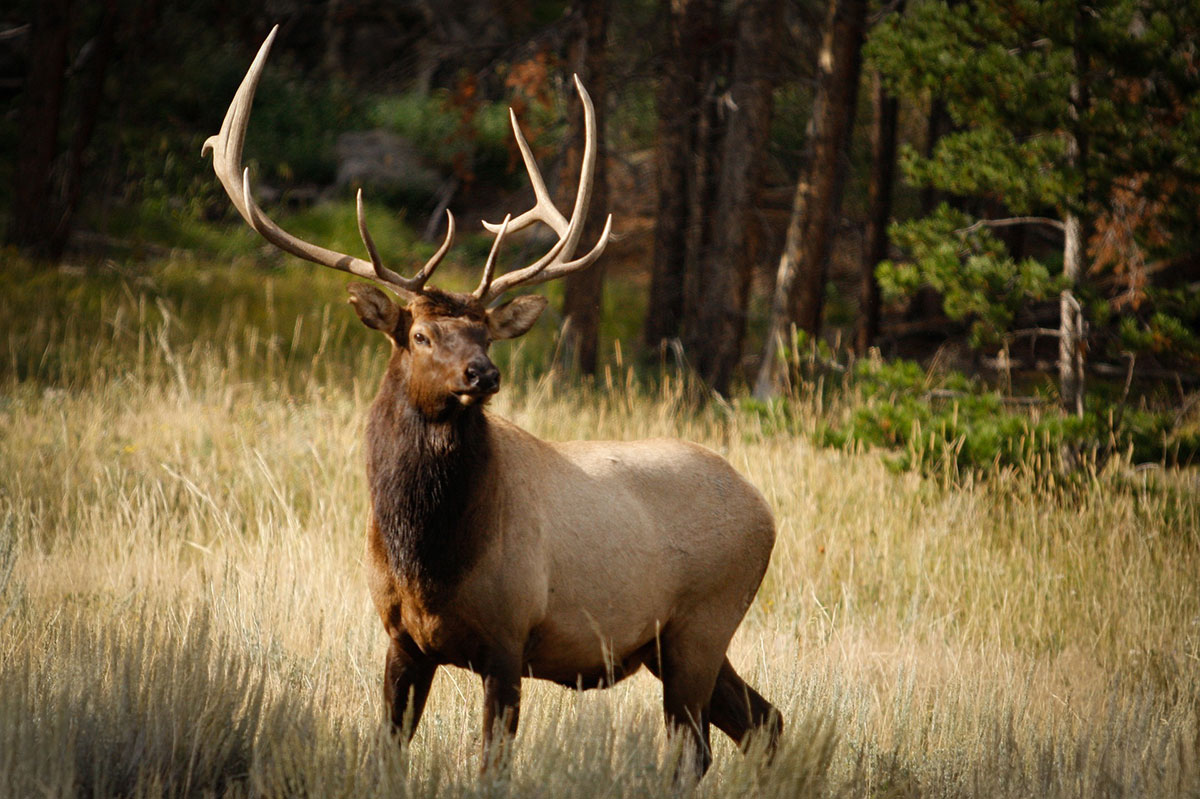 The Wilderness Reserve
