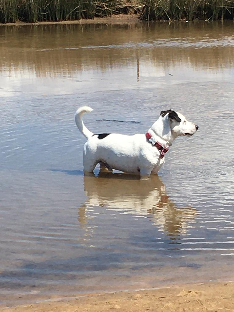 Veterinaria integrativa: Inmaculada Bendala Tamayo (homeopatía)